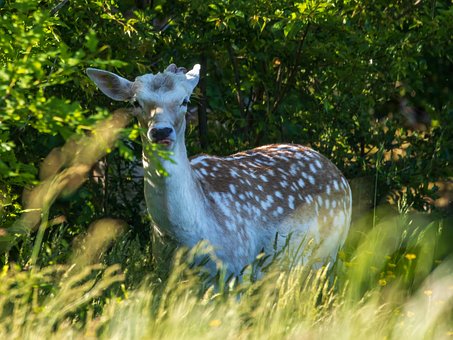 Free Damm Wild Deer photo and picture
