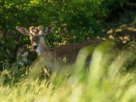 Free Damm Wild Deer photo and picture