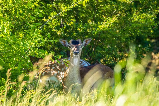 Free Damm Wild Deer photo and picture