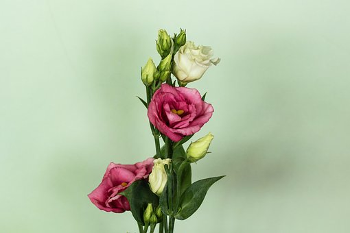 Free Nature Flower photo and picture