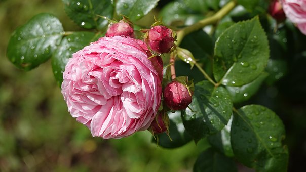 Rosa, Chuva, Beleza, Natureza, Amor