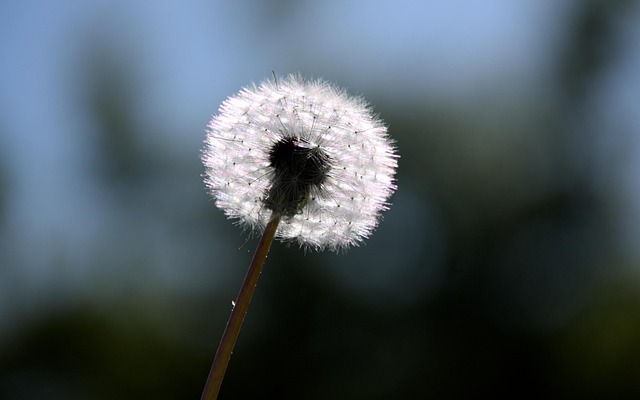 Free Dandelion Seeds photo and picture