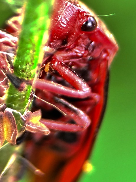 Cricket, Insecto, Naturaleza, Animales
