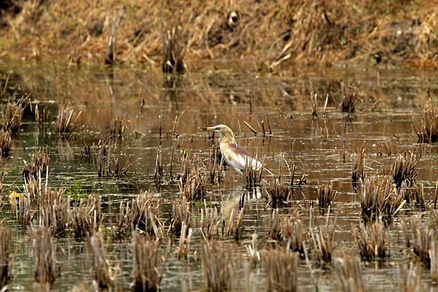 Garça, Pássaro, Animais Selvagens, Penas