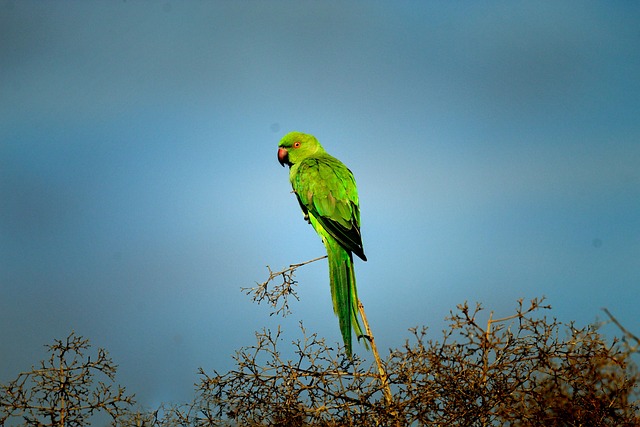 Periquito, Papagaio, Pássaro, Natureza