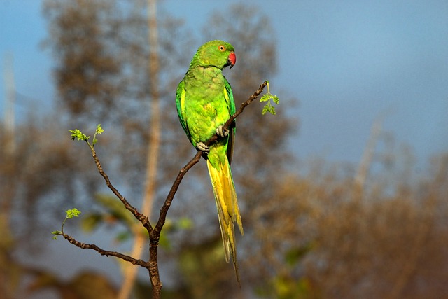 Periquito, Papagaio, Pássaro, Natureza