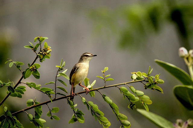 Prinia, Pássaro, Animais Selvagens