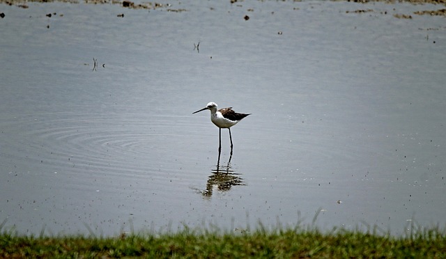 Palafitas, Natureza, Pássaro