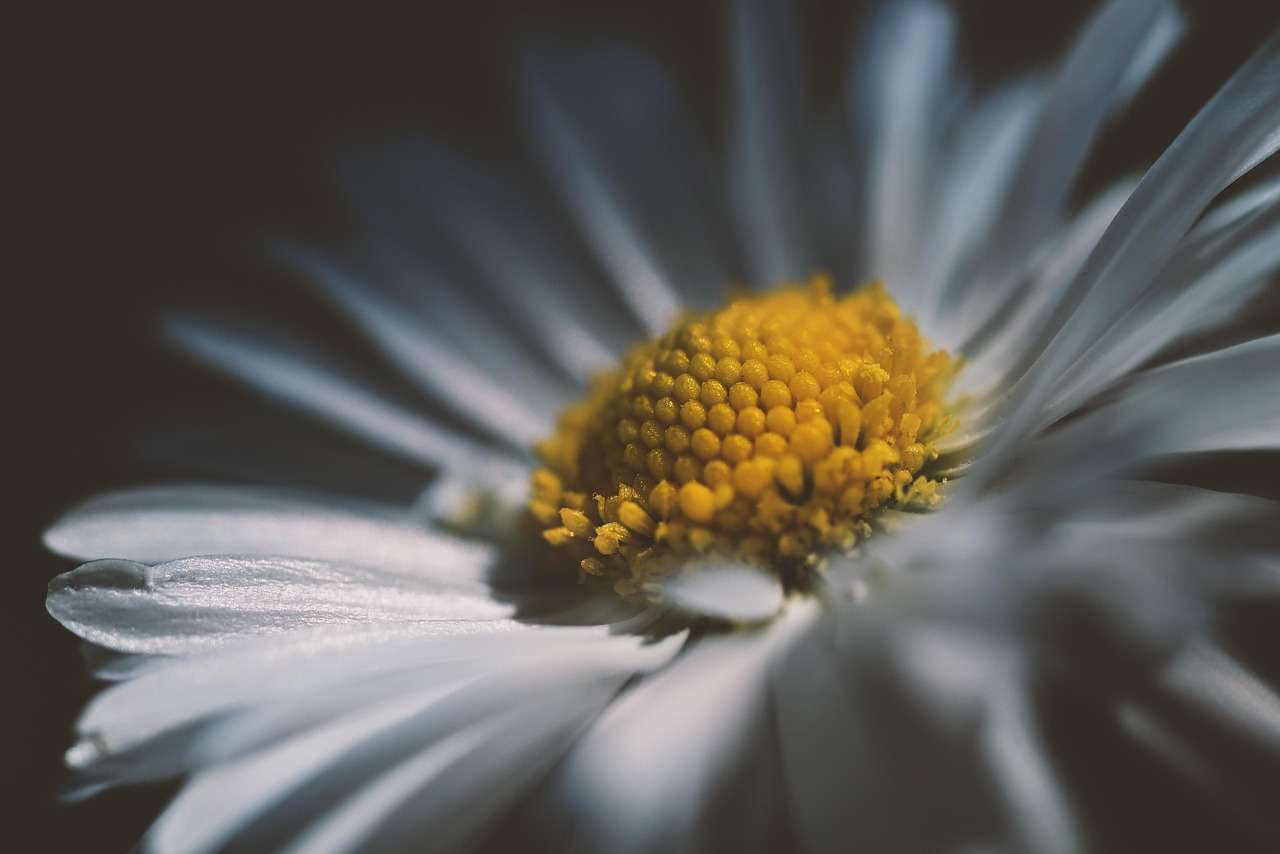 Daisy - free online jigsaw puzzle photo