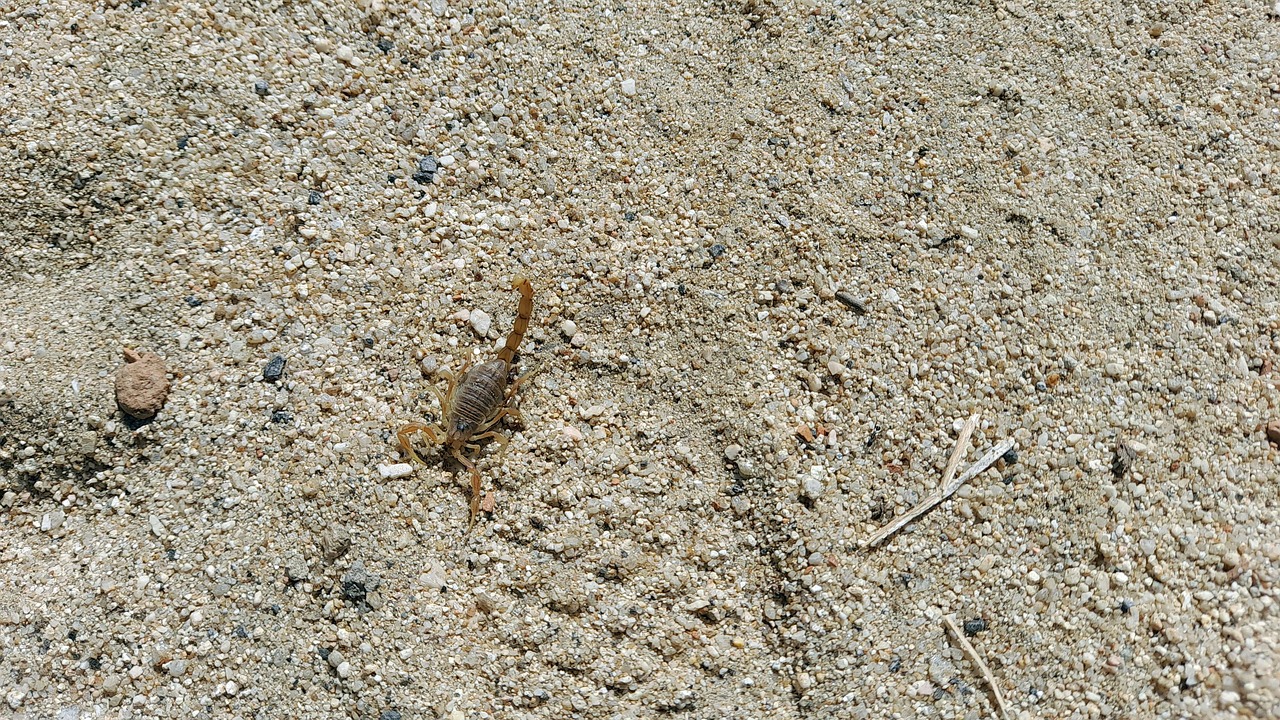 Scorpx Insect Scorpion Nature Insect - Free photo on Pixabay - Pixabay