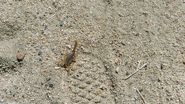 Skorpion, Natur, Insekt, Giftig, Bug