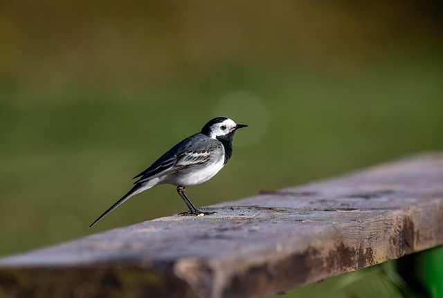 Free Bird White Wagtail photo and picture