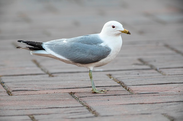 Free Bird Common Gull photo and picture