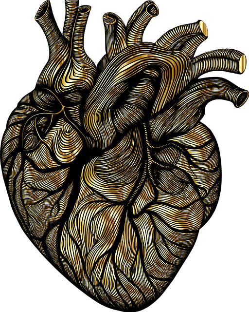 Free heart organ line art vector