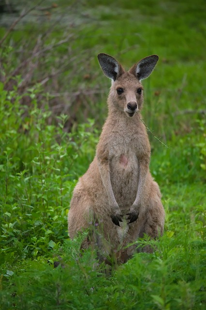 Free Kangaroo Eating photo and picture