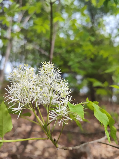 大自然 植物 杨树 - Pixabay上的免费照片 - Pixabay