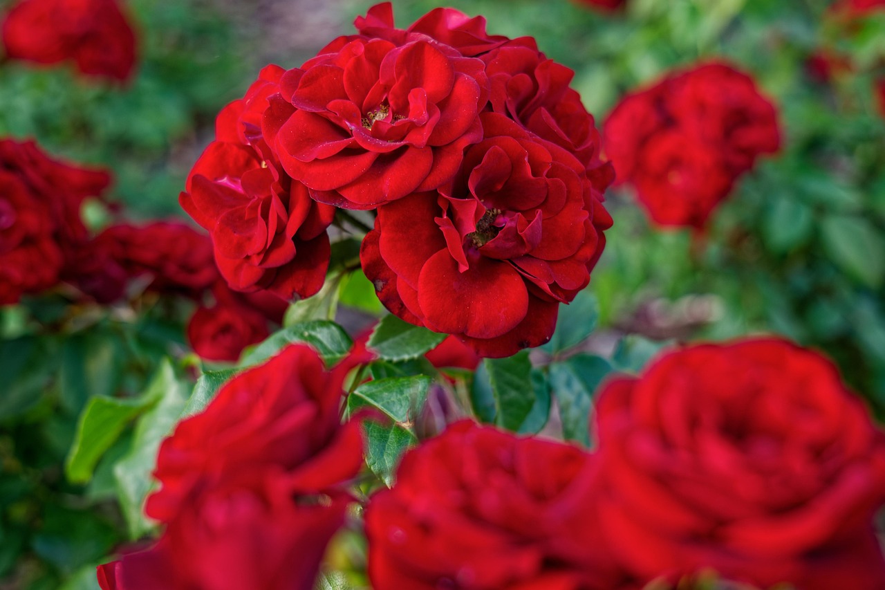 Des Roses Fleur Nature - Photo gratuite sur Pixabay - Pixabay