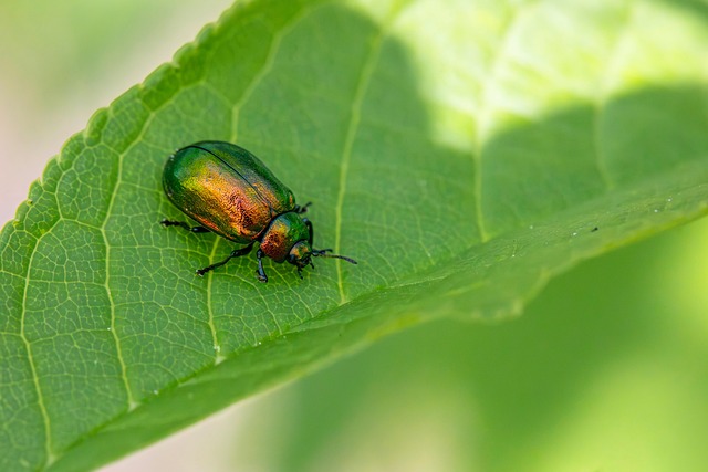 Free Arthropods Beetles photo and picture