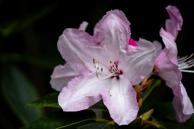Bunga Bloom Alam Merah - Foto gratis di Pixabay - Pixabay
