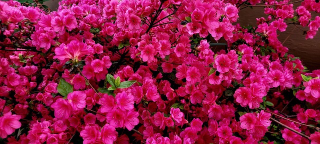 Blomster, Azalea, Rød, Rhododendron