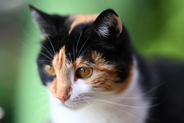 Free Animal Cat photo and picture