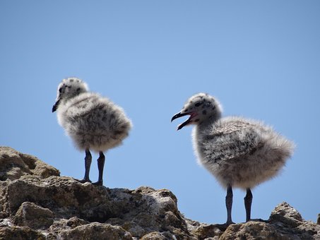 Free Gull Young Gull photo and picture