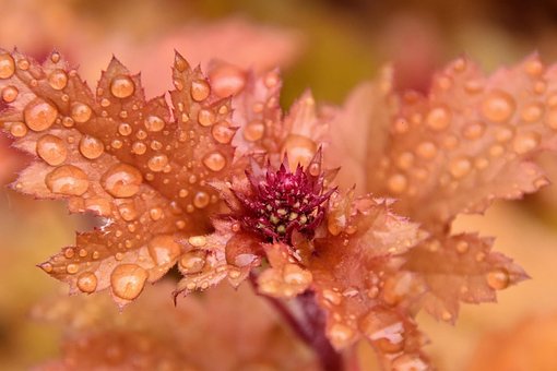 Free Flowers Water photo and picture
