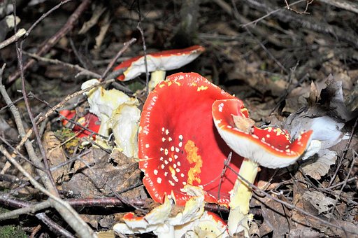 Free Mushrooms Nature photo and picture