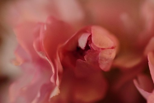 Free Flowers Nature photo and picture