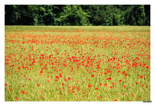 Free Fields Landscape photo and picture