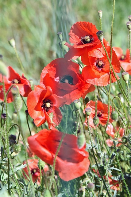 Free Flowers Nature photo and picture