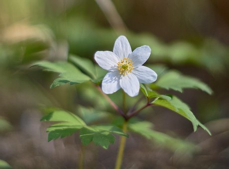 Bosanemoon, Bloem, De Lente, Finland