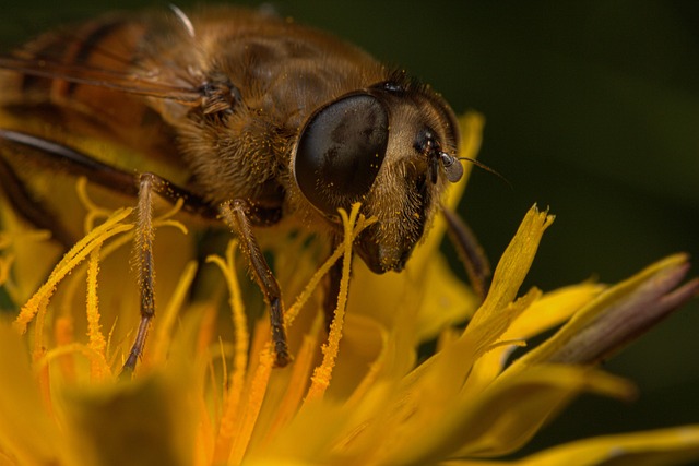 Free Bee Insect photo and picture