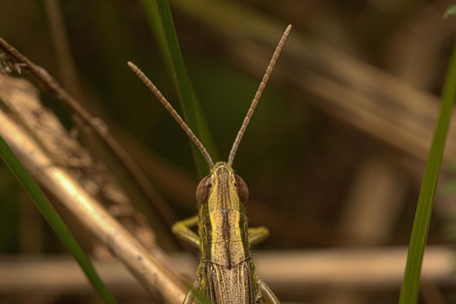 Free Grasshopper Eyes Macro photo and picture