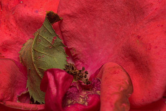 Free Macro Red Macro photo and picture