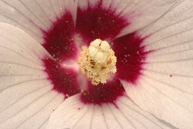 Free Macro White Macro photo and picture