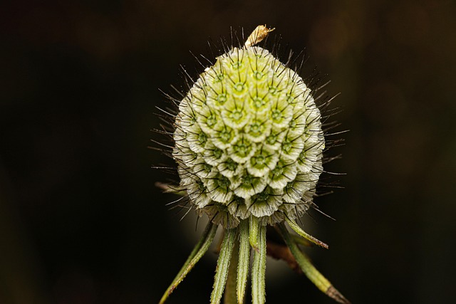 Free Macro Small Spikes photo and picture