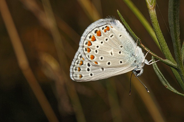 Free Macro Butterfly photo and picture
