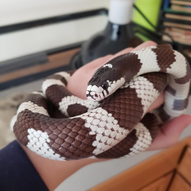 En Blanco Y Negro, Rey Serpiente