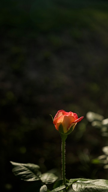 Kinesisk Rose, Forår, Have, Natur