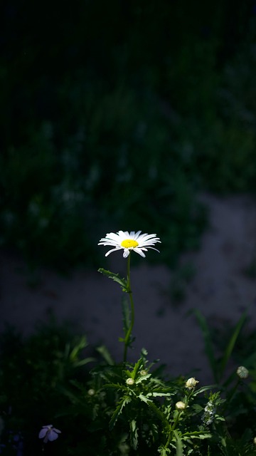 Blomst, Tusindfryd, Blomstrende