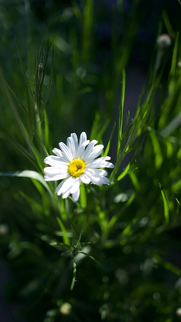 Blomst, Tusindfryd, Blomster Baggrund