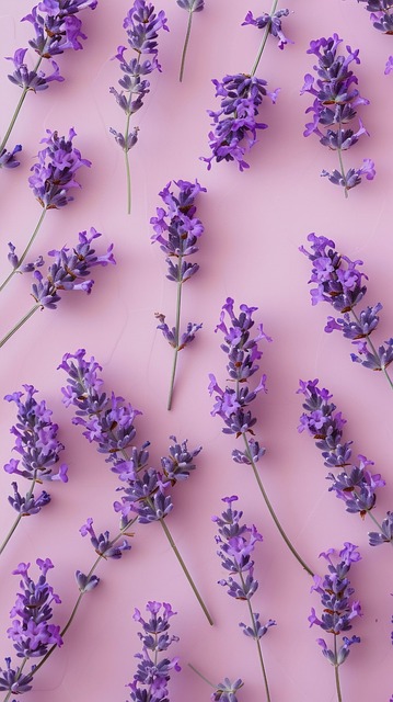 Free lavender flowers pink background flat lay photography illustration