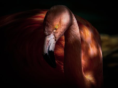 Free Flamingo Bird photo and picture