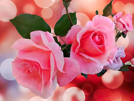 Free Flowers Rose photo and picture