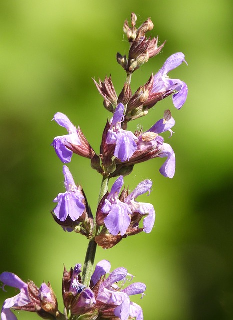 Free Medicinal Sage Salvia Officinalis photo and picture