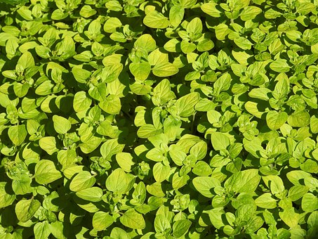 Free Oregano Origanum Vulgare photo and picture