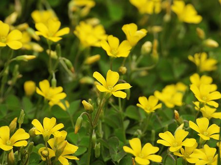 Free Parlagi Madársóska Oxalis Dillenii photo and picture