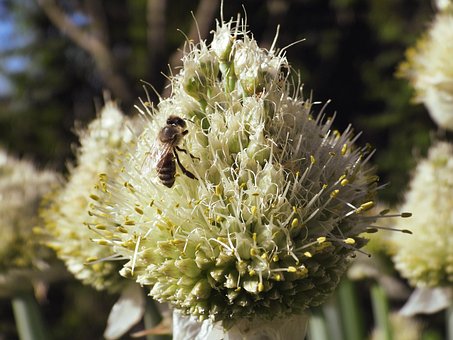 Free Winter Spring Onions Allium Fistulosum photo and picture