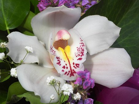 Free Boat Orchid Cymbidium photo and picture